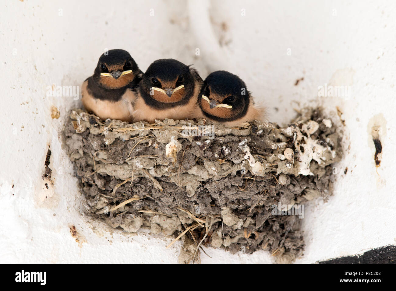 Ascheberg-Herbern, Deutschland, junge Haus Schwalben sitzen in ihrem Nest Stockfoto
