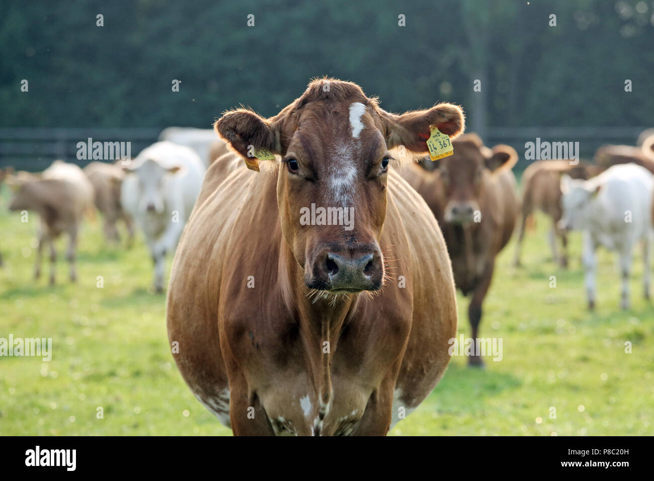 Ascheberg-Herbern, Deutschland, Rinder auf der Weide aufmerksam sieht für den Betrachter Stockfoto