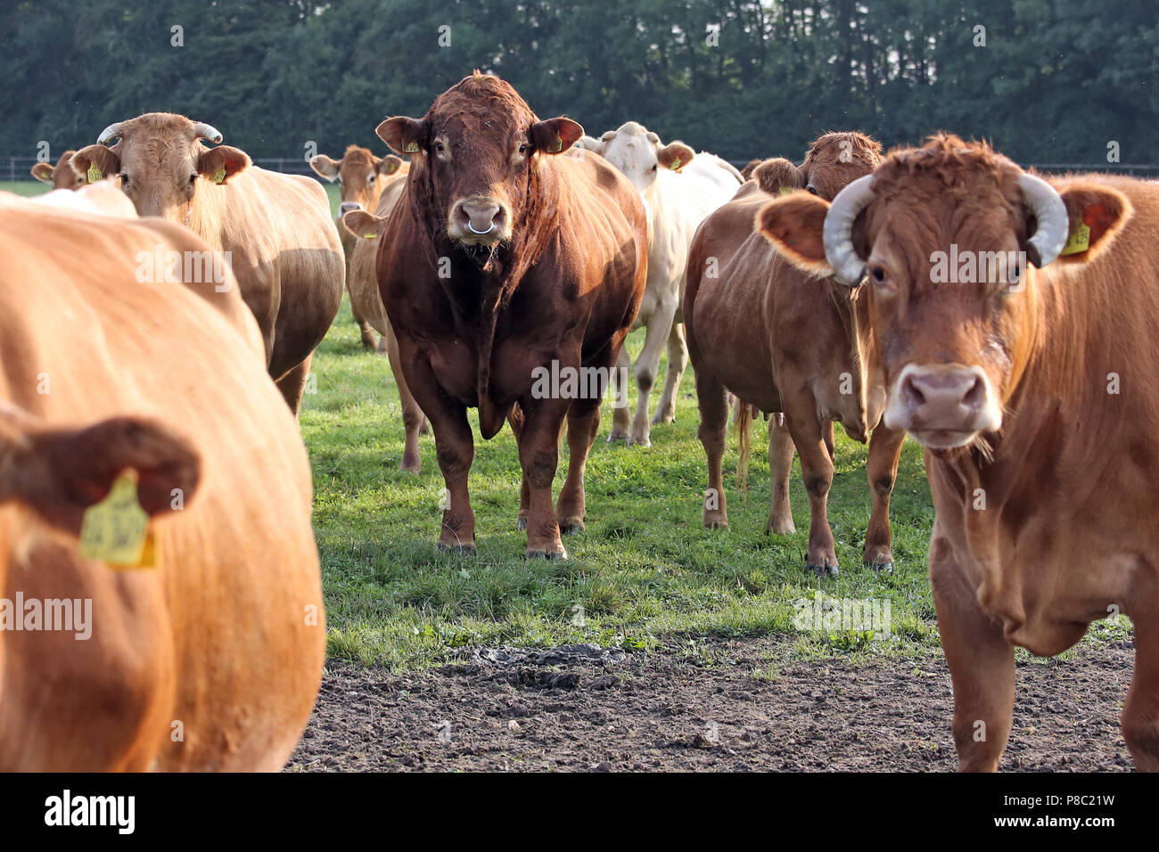 Ascheberg-Herbern, Deutschland, Vieh auf der Weide Blick aufmerksam auf den Viewer Stockfoto
