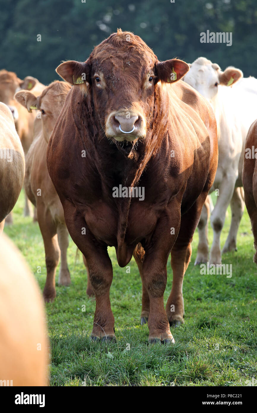 Ascheberg-Herbern, Deutschland, Rinder, Bullen auf einer Weide Schaut aufmerksam auf den Viewer Stockfoto