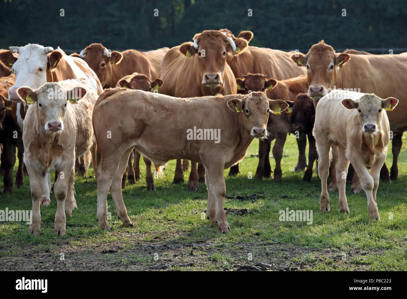 Ascheberg-Herbern, Deutschland, Vieh auf der Weide Blick aufmerksam auf den Viewer Stockfoto