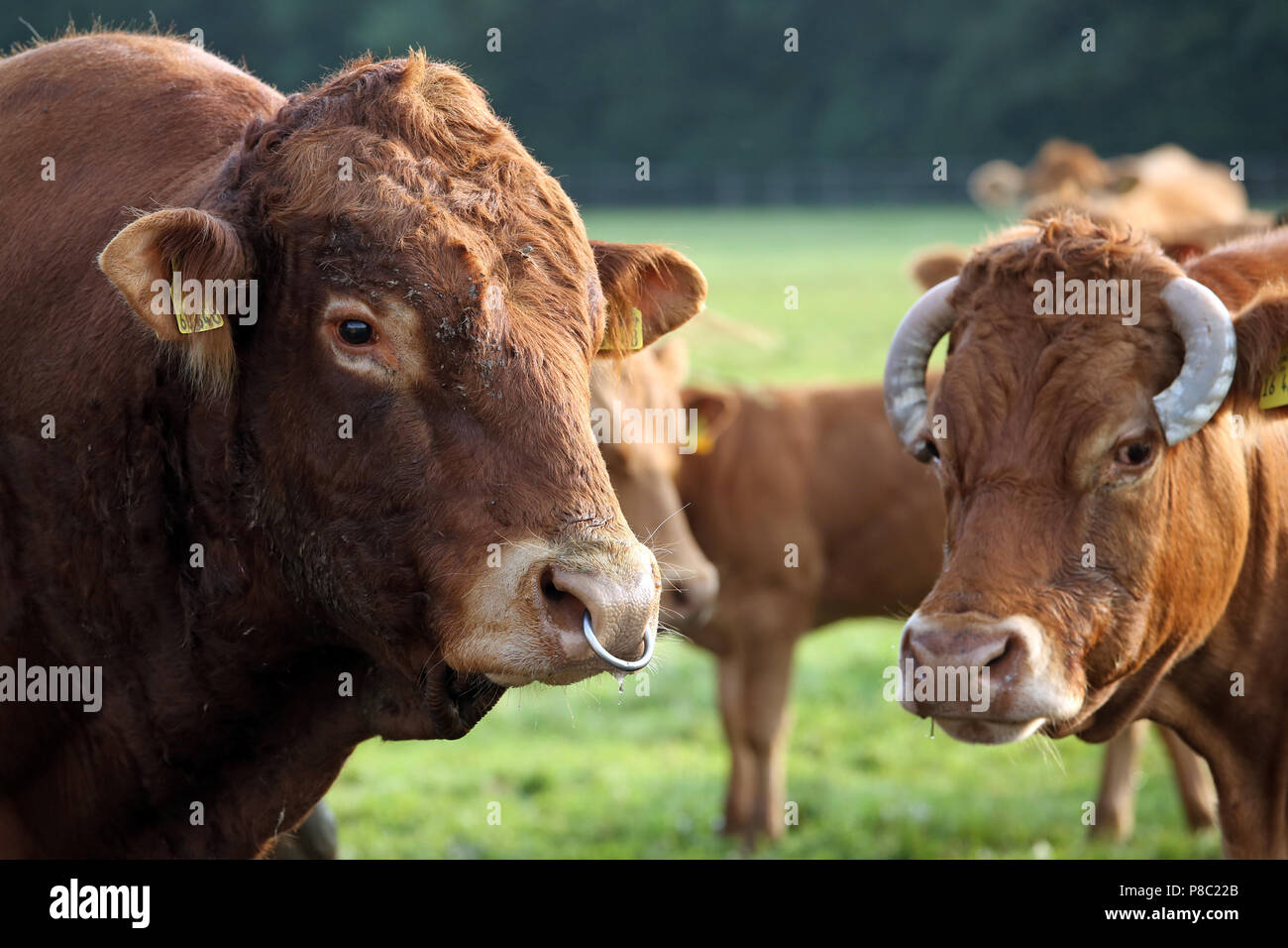 Ascheberg-Herbern, Deutschland, Vieh auf der Weide Blick aufmerksam auf den Viewer Stockfoto