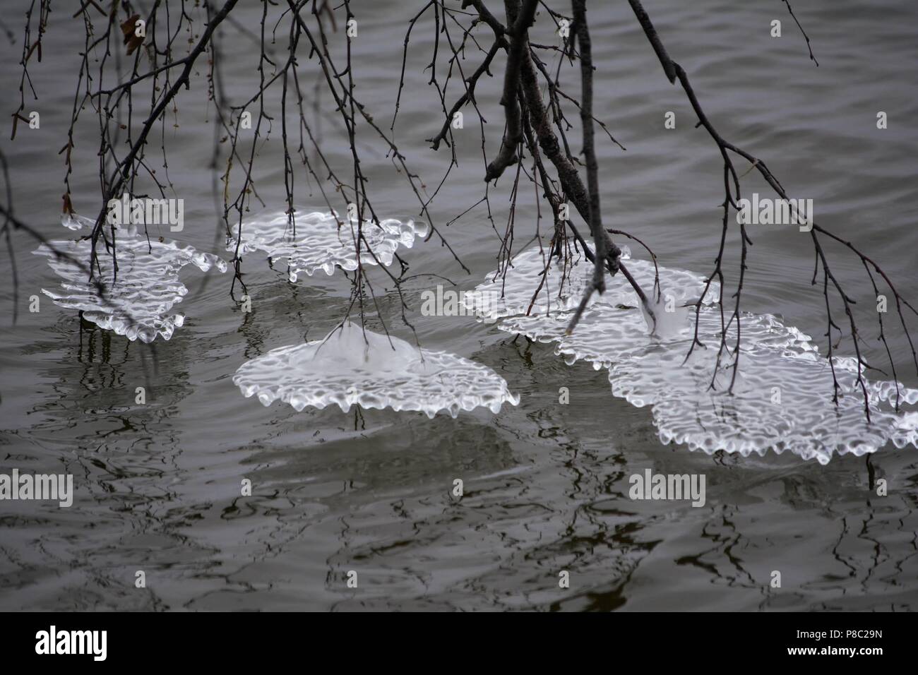 Eisbrocken verbunden zu verzweigen Stockfoto