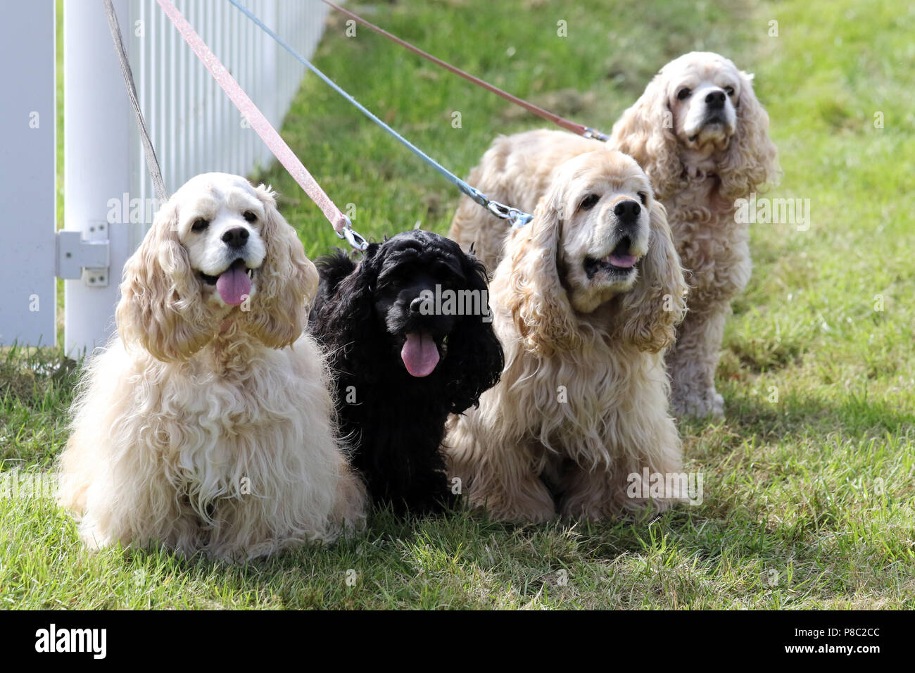 Hannover, Deutschland, American Cocker Spaniel Stockfoto