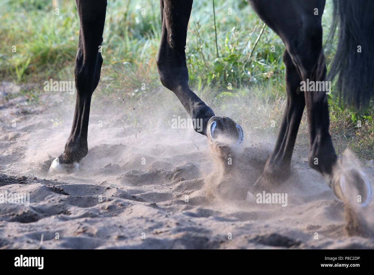 Neuenhagen, Deutschland, Pferde, Beine Trab auf sandigen Boden Stockfoto