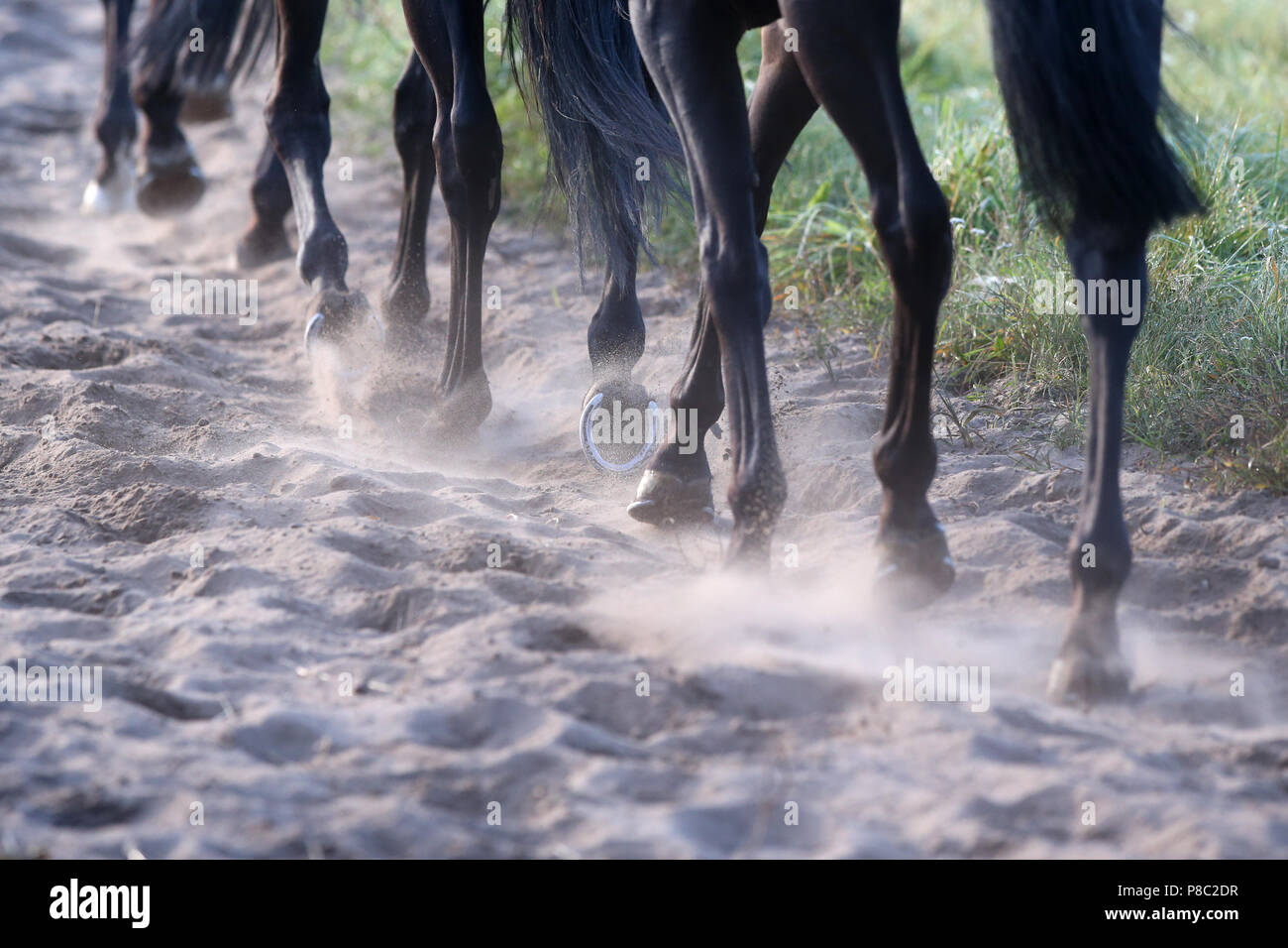 Neuenhagen, Deutschland, Pferde, Beine Trab auf sandigen Boden Stockfoto