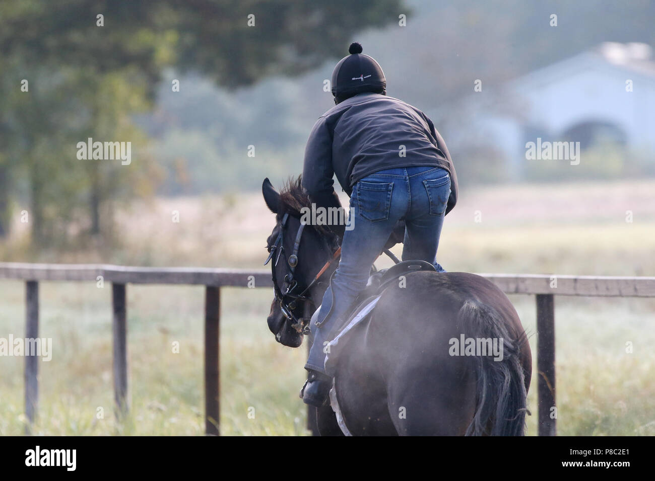 Neuenhagen, Deutschland, Mann auf einem Pferd am Morgen arbeiten Stockfoto Neuenhagen, Deutschland, Mann auf einem Pferd am Morgen arbeiten Stockfoto