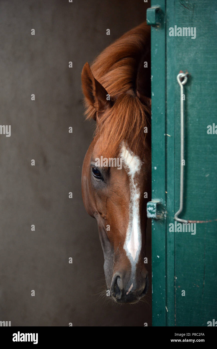 Chantilly, Frankreich, Pferd sieht aus seiner Box müde Stockfoto