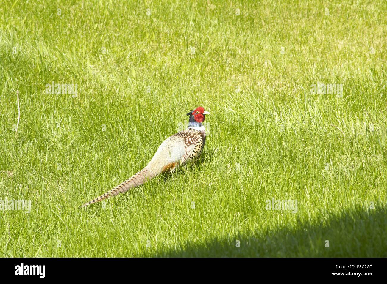 Wild Fasan Stockfoto