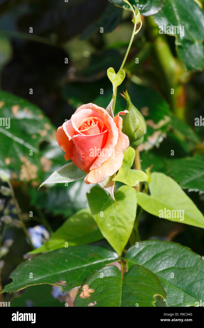 Orange Rose in einem Garten im Frühling Stockfoto