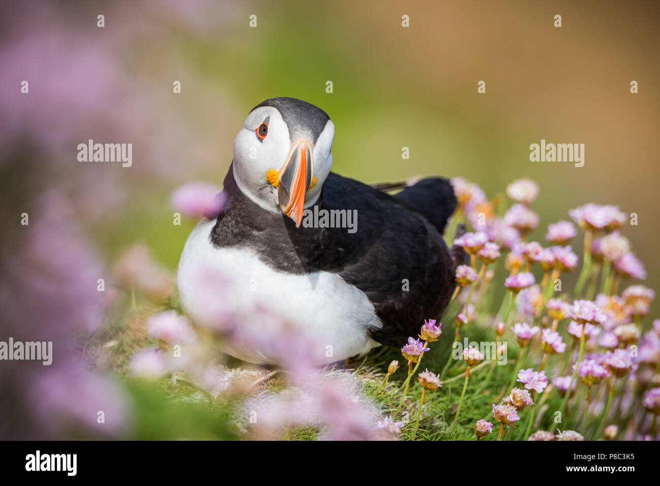 Papageientaucher von saltee Insel in Irland Stockfoto