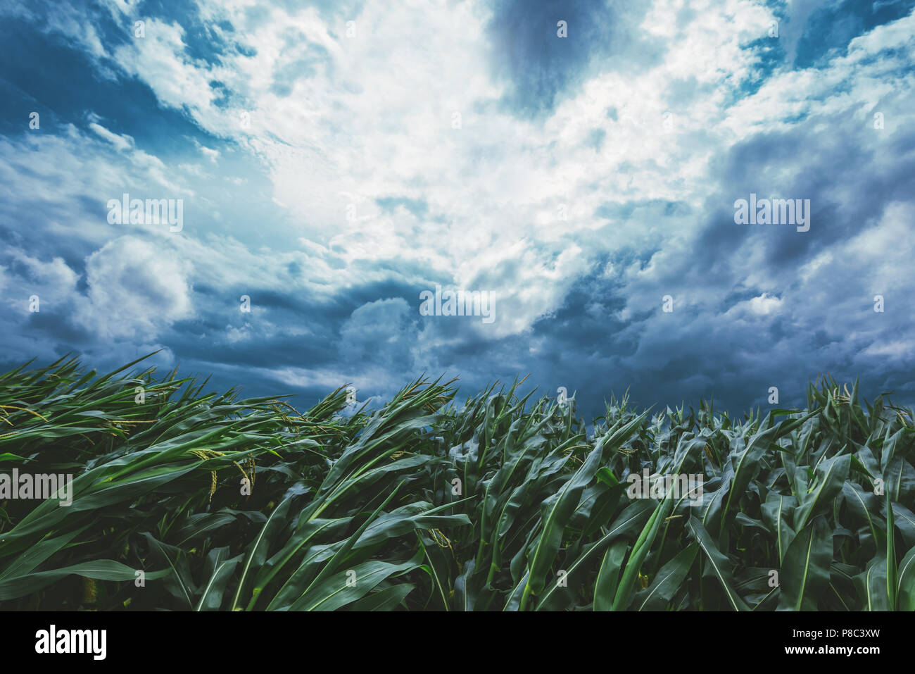 Starker Wind weht im Maisfeld und Biegen von Nutzpflanzen Stockfoto