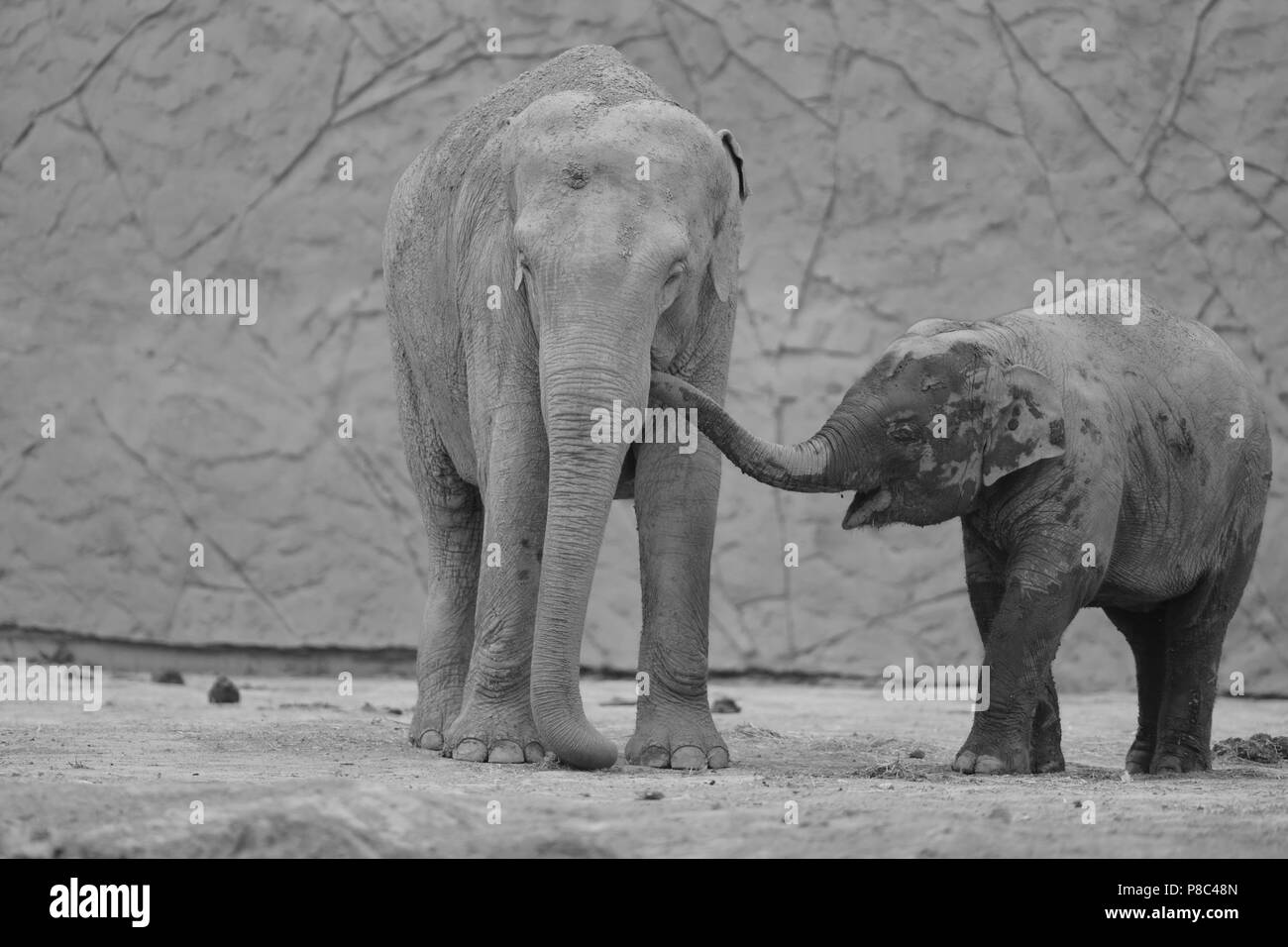 Niedliches Elefantenkalb mit Mama, schwarz-weiß Stockfoto