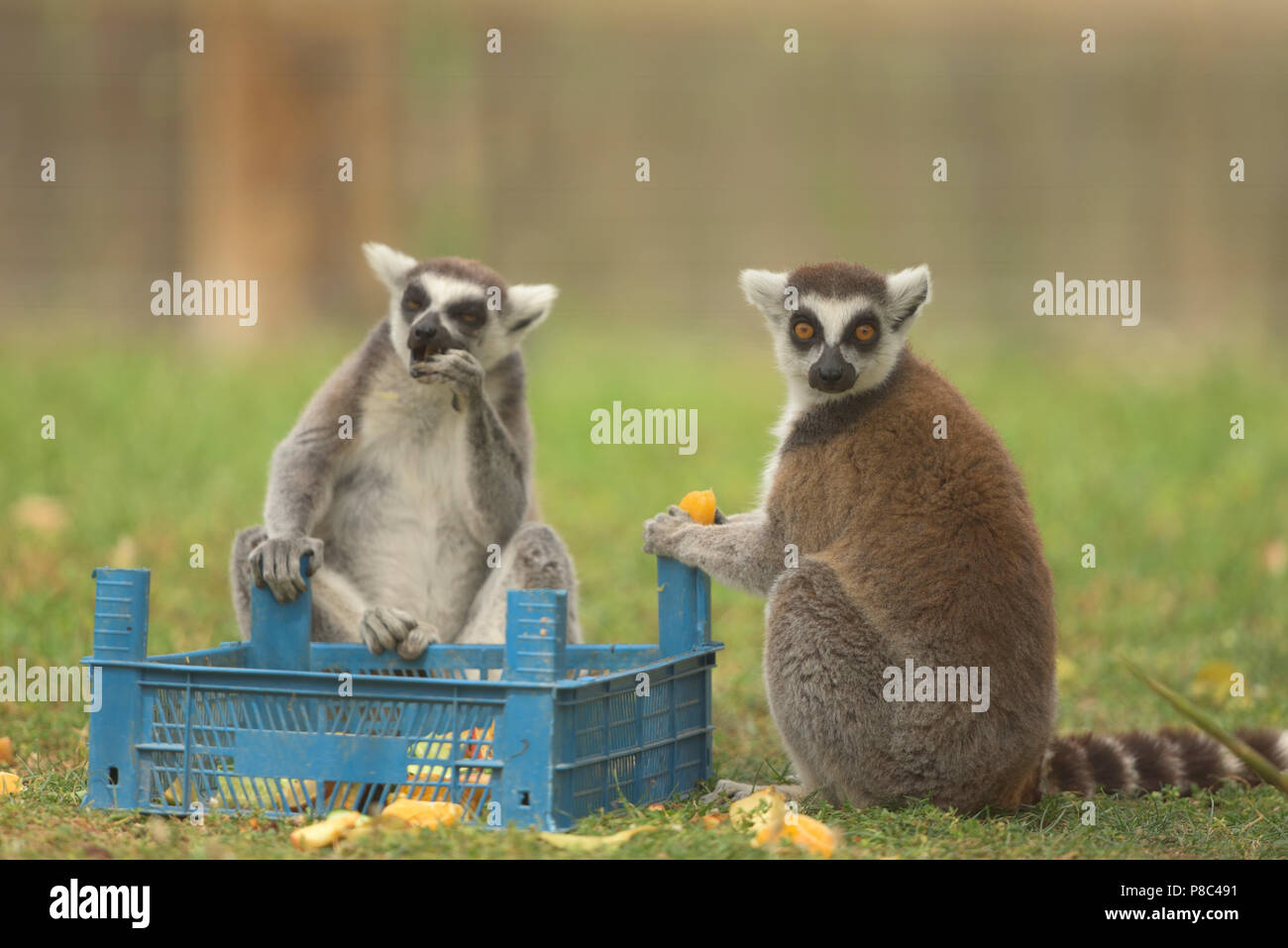 Lustige Lemur Stockfoto