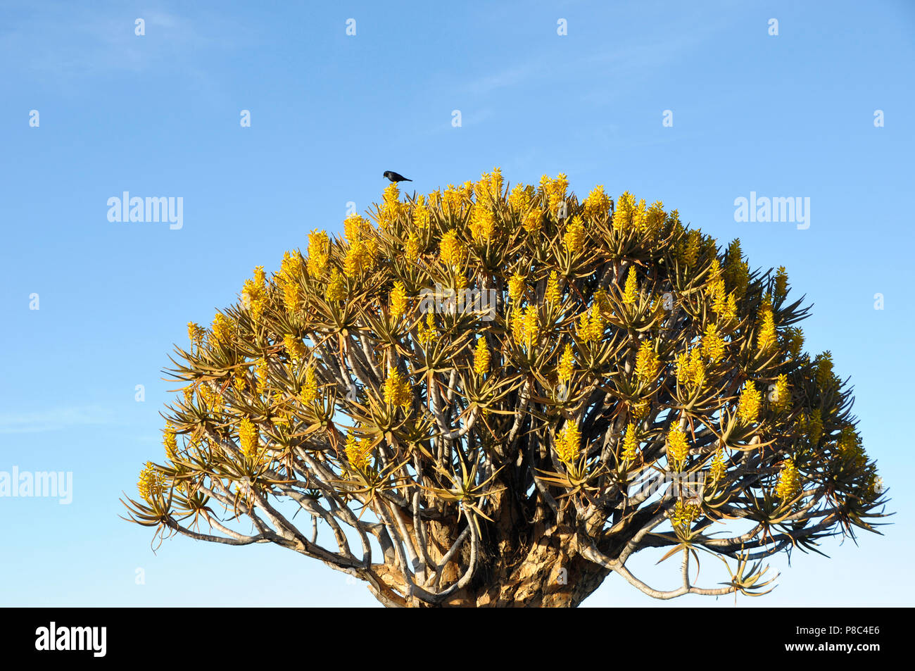 Der Namibia Wildlife: Ein Vogel in der Goldenen Krone eines Köcher-Baum, der hier in der Kalahari endemisch ist Stockfoto