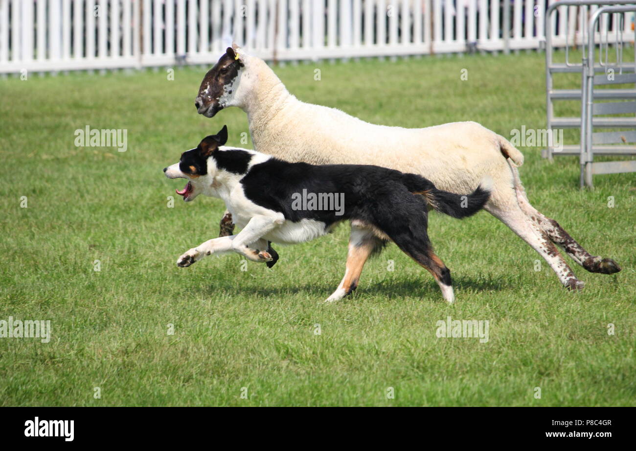 Schaf Hund oder Border Collie, auch bekannt als Schottischer Schäferhund, mit markanten schwarzen und weißen Mantel, neben einem schwarzen Schaf konfrontiert Stockfoto