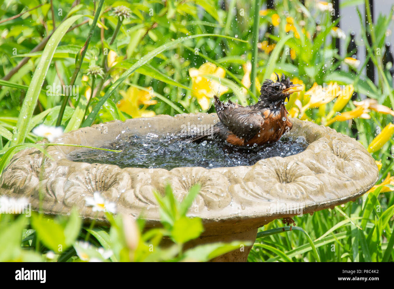 Eine Klatschnasse amerikanischen Robin, Turdus migratorius, Planschen in ein Vogelbad in einem Garten in Spekulant, NY, USA Stockfoto