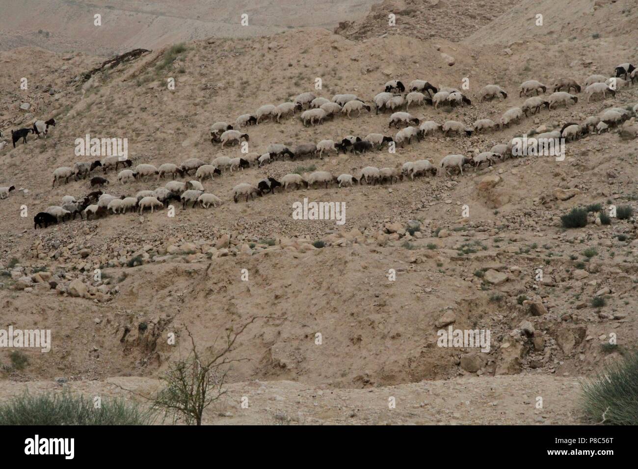 Schafe weiden in öde Landschaft, Jordanien Stockfoto