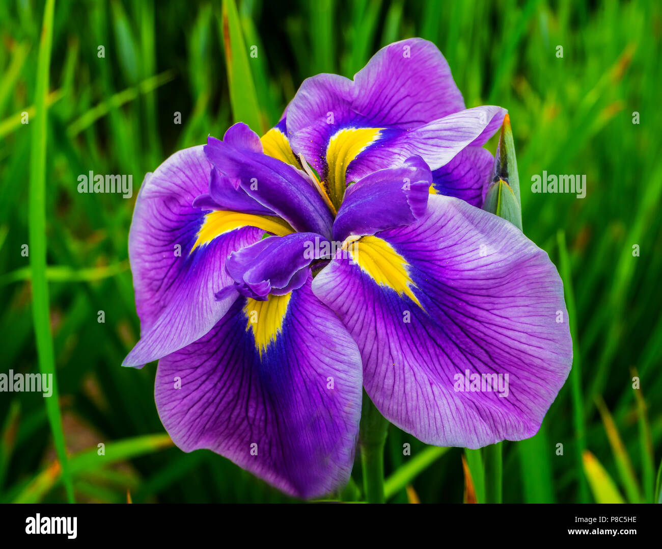 Purpur Gelb große Japanische Iris Iris Ensata grüne Blätter in der Nähe von Stockfoto
