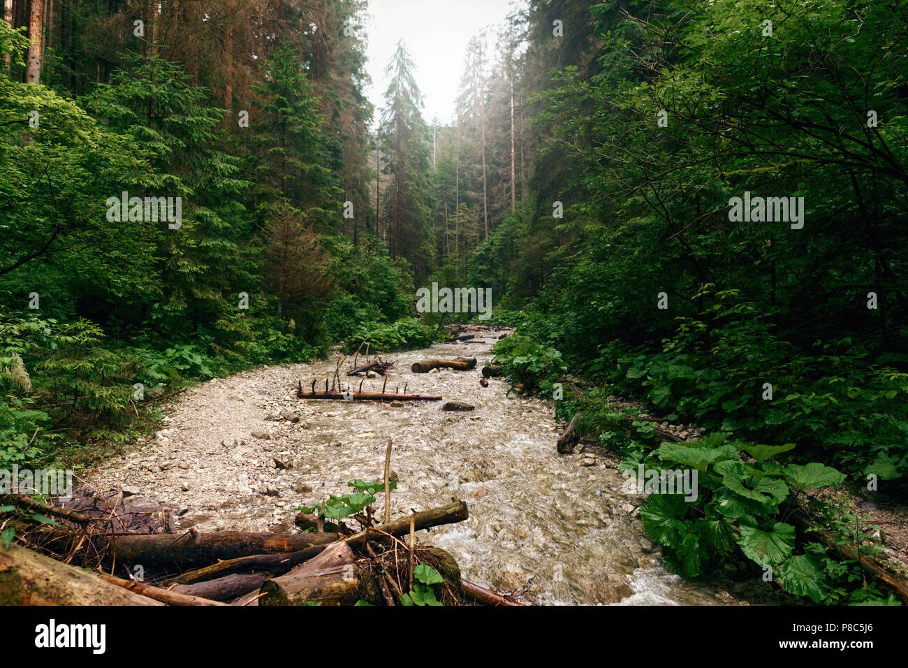 Landschaft mit Berg River. Sucha Bela Canyon, Slowakisches Paradies, Slowakei Stockfoto