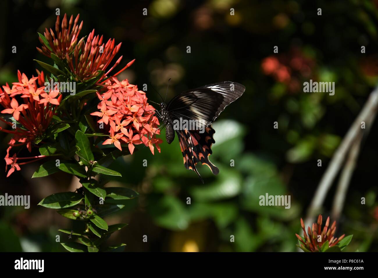 'Suchen für einige Stecker' - Indische Common Mormon. Stockfoto