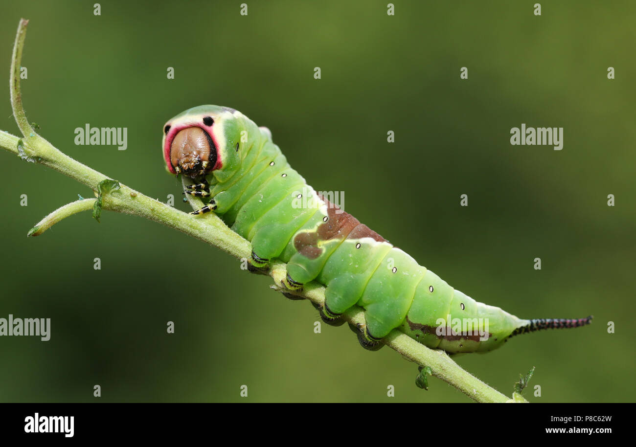 Eine atemberaubende Puss Moth Caterpillar (Cerura vinulais) hocken auf einem Zweig in den Wald. Stockfoto Eine atemberaubende Puss Moth Caterpillar (Cerura vinulais) hocken auf einem Zweig in den Wald. Stockfoto