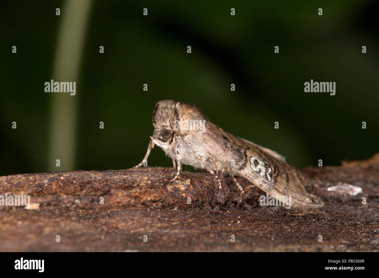 Eine Zahl von 80 Motte Tethea ocularis, dass in einem Quecksilberdampf motten Falle geraten war und fotografiert, bevor sie freigegeben werden. Lancashire North West Stockfoto