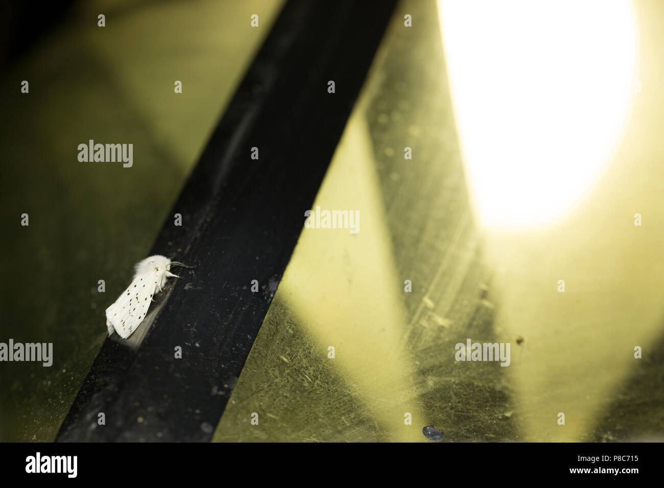 Ein weißes Hermelin, Spilosoma lubricipeda Motte, auf der Außenseite eines alten moth Trap mit Quecksilberdampf Birne, die in der Nähe einer gar platziert wurden ausgestattet Stockfoto