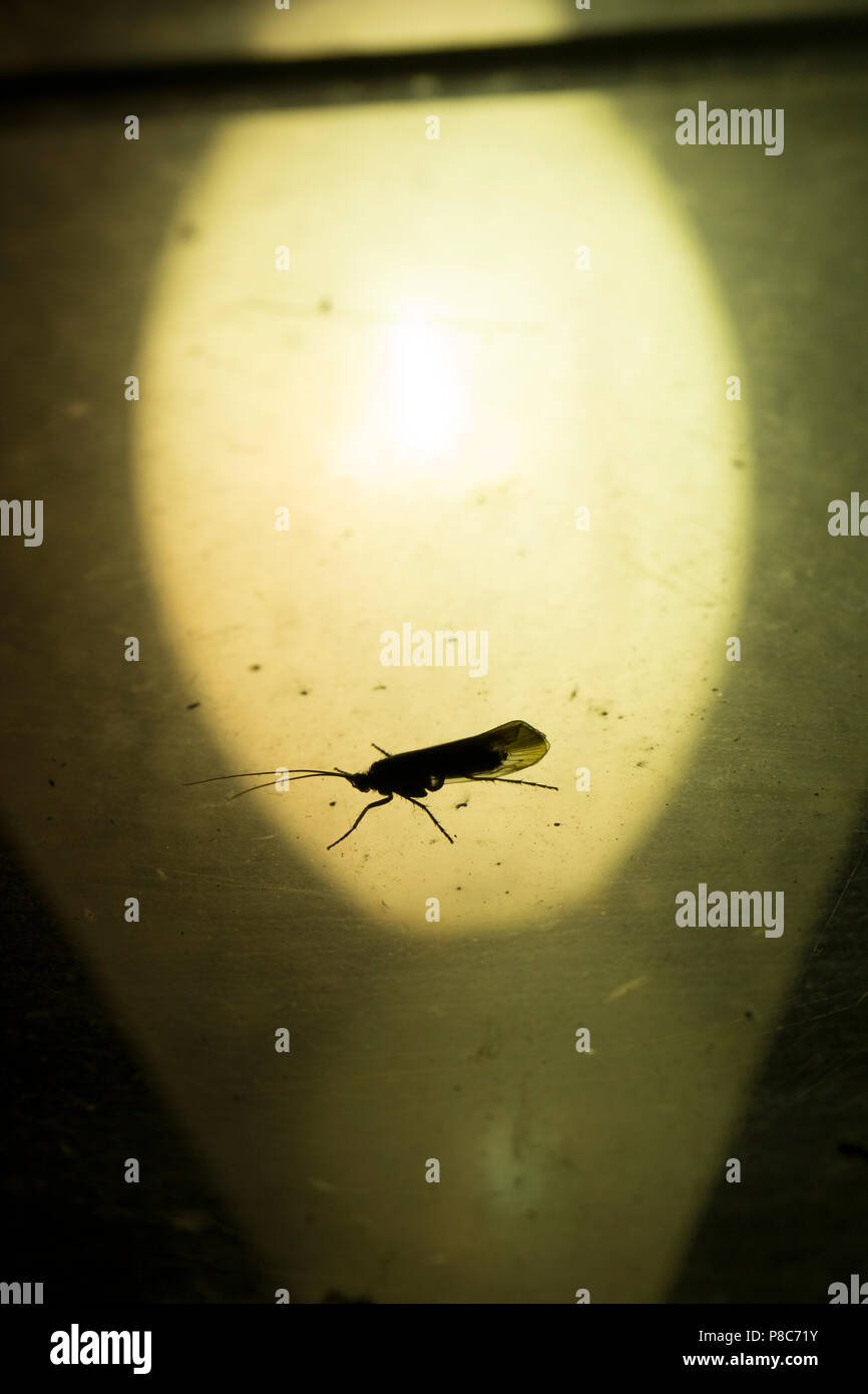 Caddis Fly UK Stockfoto