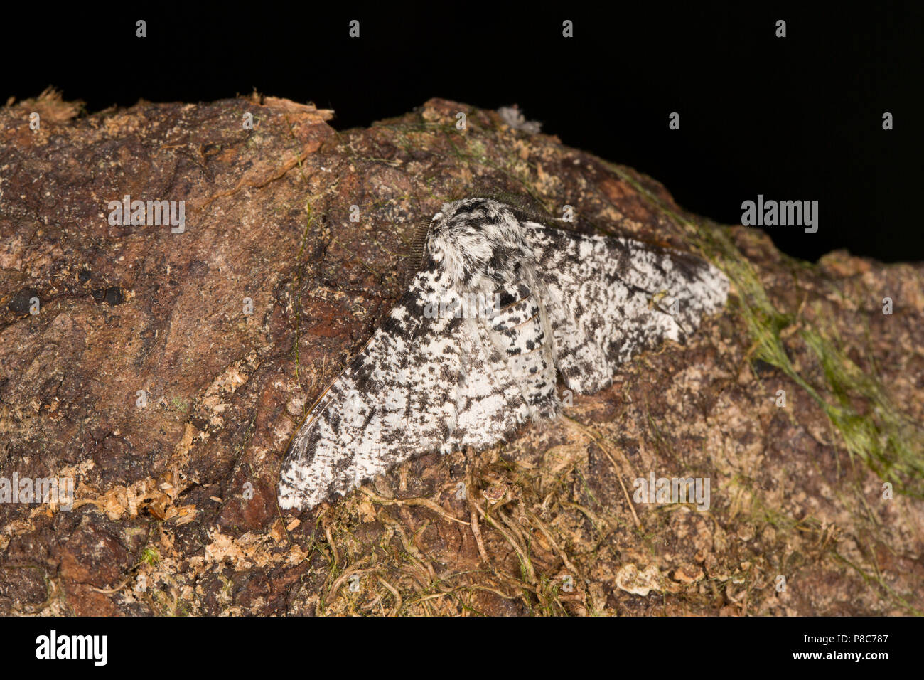 Ein Nachtfalter, Biston betularia gespickt, dass in einem Quecksilberdampf motten Falle geraten war in der Nähe ein Garten Teich und fotografiert, bevor sie freigegeben werden. Stockfoto