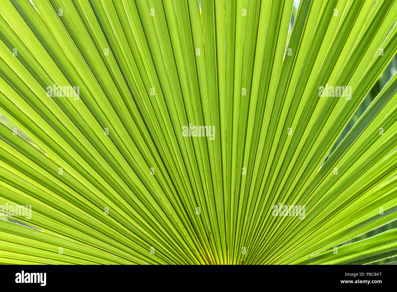 Closeup Palm Tree leaf Stockfoto