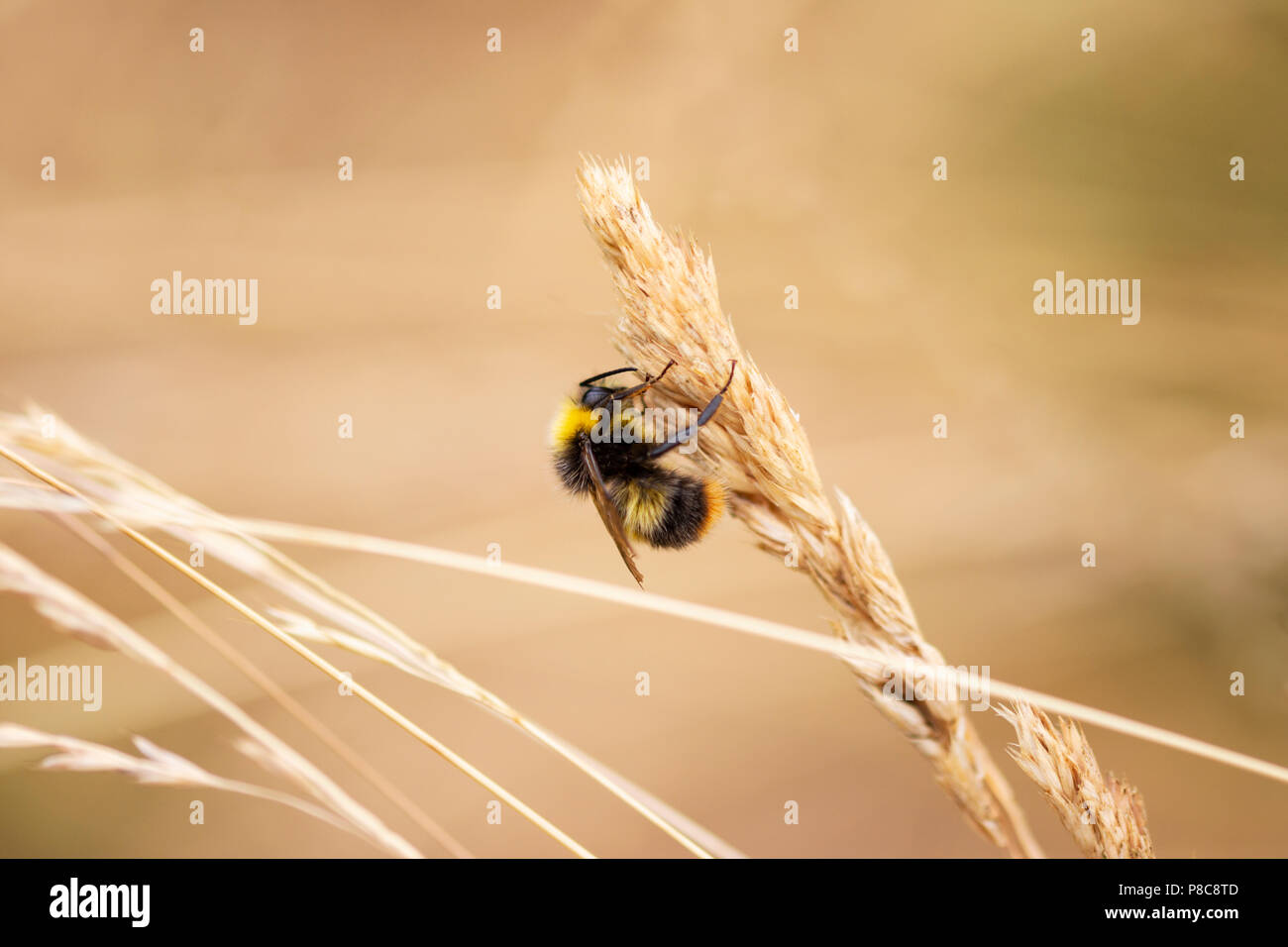 Eine Hummel auf einer Klinge von Mais in den frühen Morgen sitzt Stockfoto