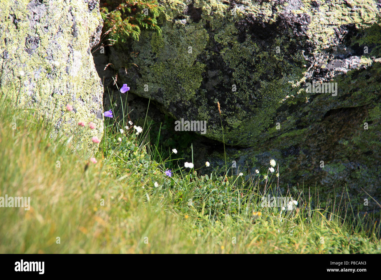 Glockenblumen wächst an den Plan de l'Aiguille du Midi in das Mont Blanc Massiv in Frankreich Stockfoto
