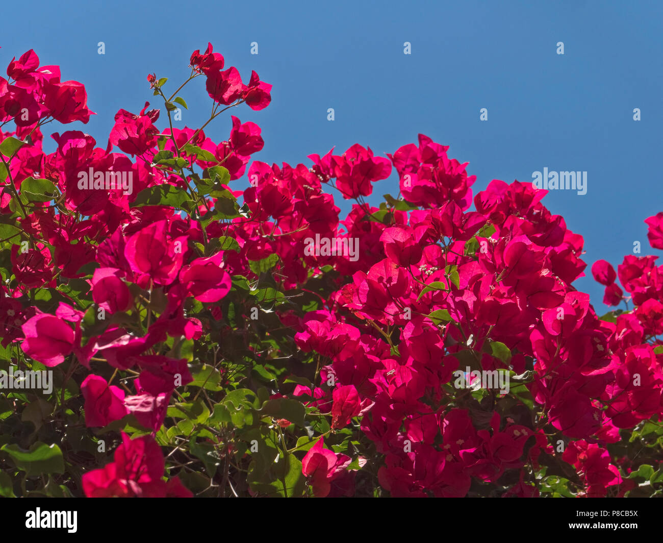 Magenta hüllblätter der Bougainvillea glabra, einem dekorativen Weinstock im Garten der Bischof im Palma, Mallorca, Balearen, Spanien. Stockfoto