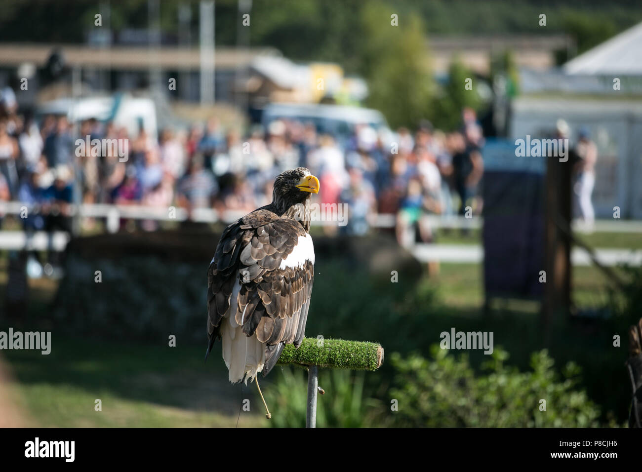 Harrogate, Großbritannien. 10. Juli 2018. Die Teilnehmer während des Großen Yorkshire Tag zeigen 2018 gesehen. Die großen YORKSHIRE zeigen Juli, 2018 Die Große Yorkshire Show ist eine legendäre dreitägige Veranstaltung und eine der größten landwirtschaftlichen Veranstaltungen in der englischen Kalender. Jedes Jahr werden mehr als 130.000 Besucher und über 8.500 Tiere laufen auf der großen Yorkshire Showground in Harrogate zu konkurrieren, Kontakte knüpfen und Feiern. Credit: Rahman Hassani/Alamy leben Nachrichten Stockfoto
