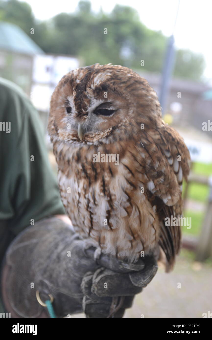 Waldkauz am Raptor Foundation, Cambridgeshire, England, Großbritannien Stockfoto