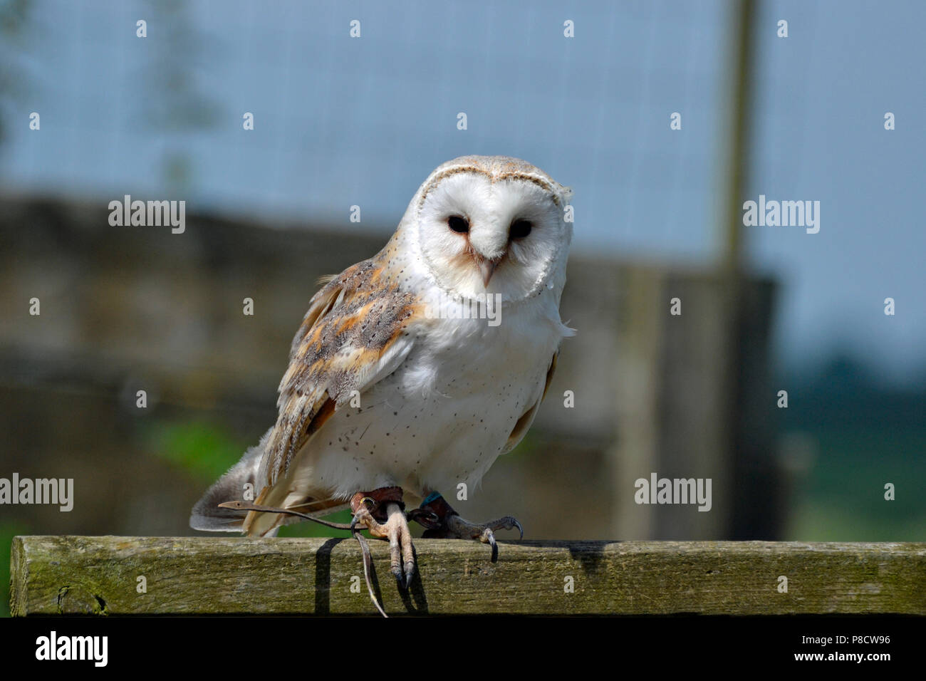 Barn Owl an der Raptor Foundation, Cambridgeshire, England, Großbritannien Stockfoto
