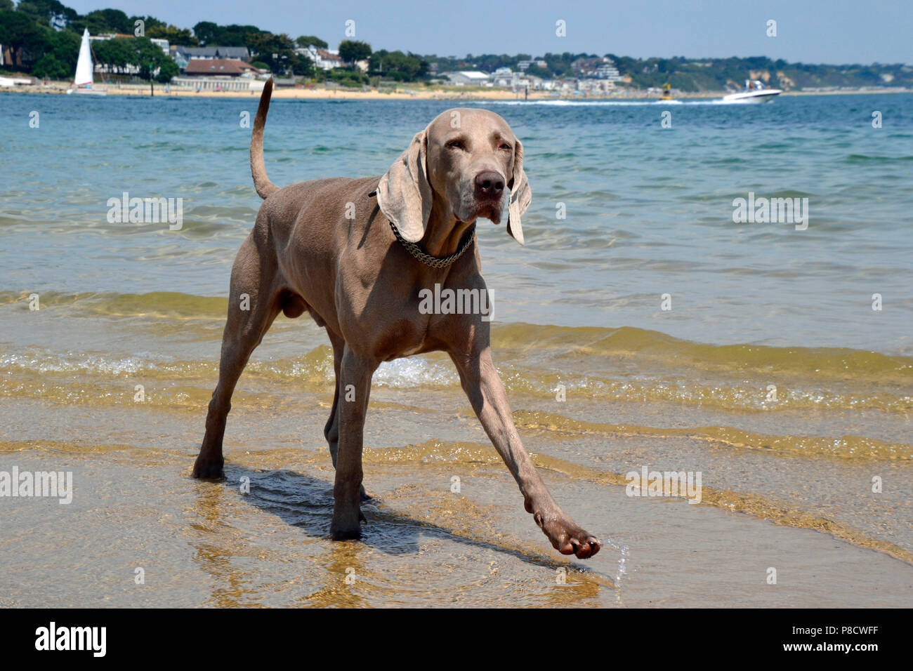 Hund Paddeln im Meer bei Shell Bay, Swanage, Isle of Purbeck, Dorset, England, Großbritannien Stockfoto