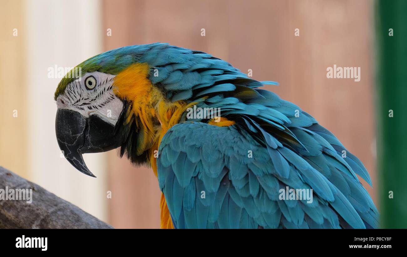 Papagei Ara Stockfoto
