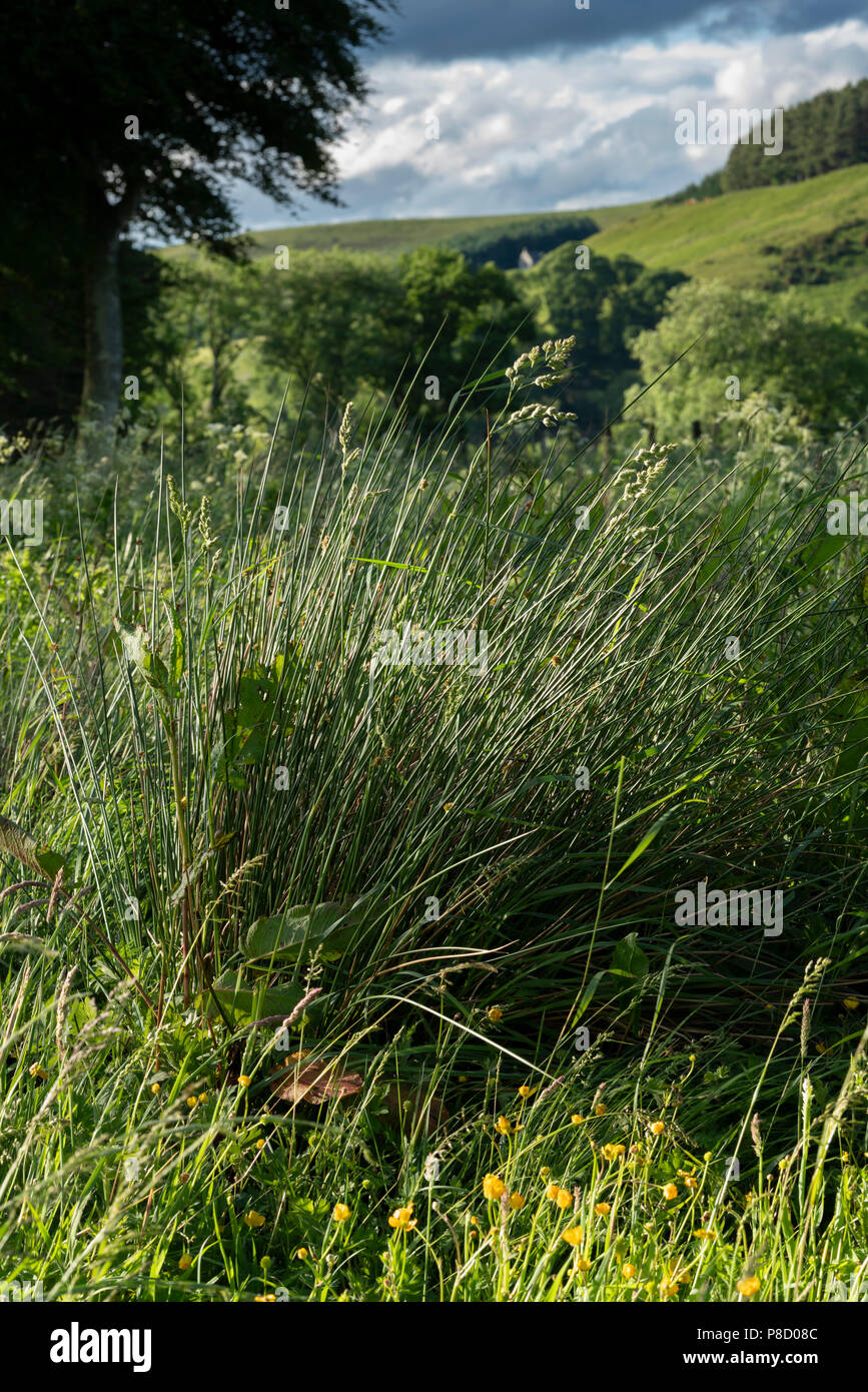 Marsh Gräser mit Blick in Cheviot Hills in der Nähe von Hownam und Camptown, nur in Schottland. Kleine Blende, f/16, Sigma 85-mm-Objektiv. Siehe ähnliches Bild comparis Stockfoto
