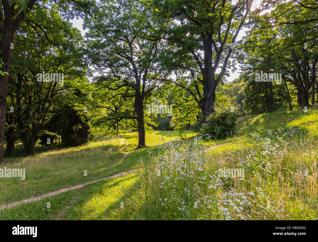 Ausgetretene Pfade im grünen Gras zwischen jahrhundertealten Bäumen im Park. Für ihr Design Stockfoto