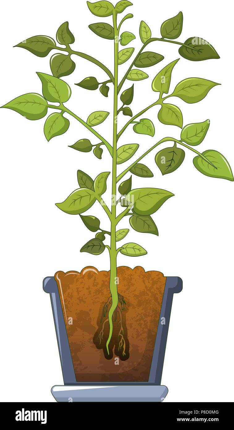 bean plant symbol, cartoon stil stock-vektorgrafik - alamy