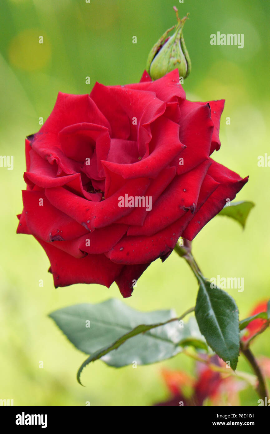 Wenn Sie schuldig sind, vor einem Geliebten und nicht wissen, wie Sie für Ihre Schuld schön machen Rose Blume als Geschenk und alles in Ordnung sein wird. . Stockfoto