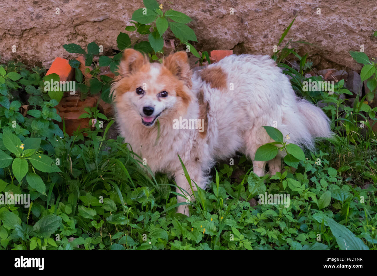 Ein wenig shaggy Hund im Gras sitzen, blickte mit einem mitleidigen Blick. Für ihr Design Stockfoto