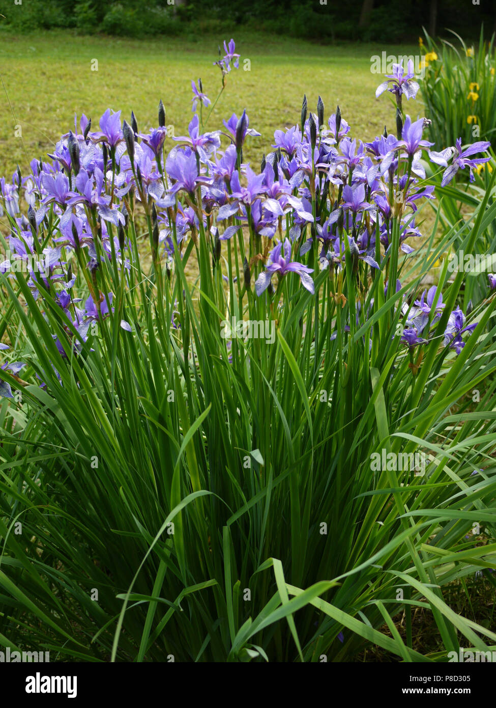 Hohe Blume Mit Lila Blüten