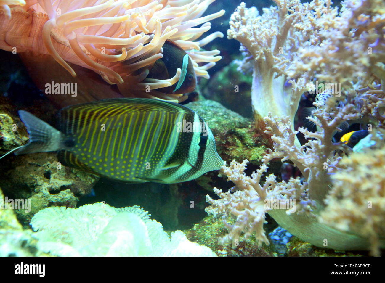 Gestreift, bunte Fische war ruhig zwischen Korallen und Algen. Für ihr Design Stockfoto