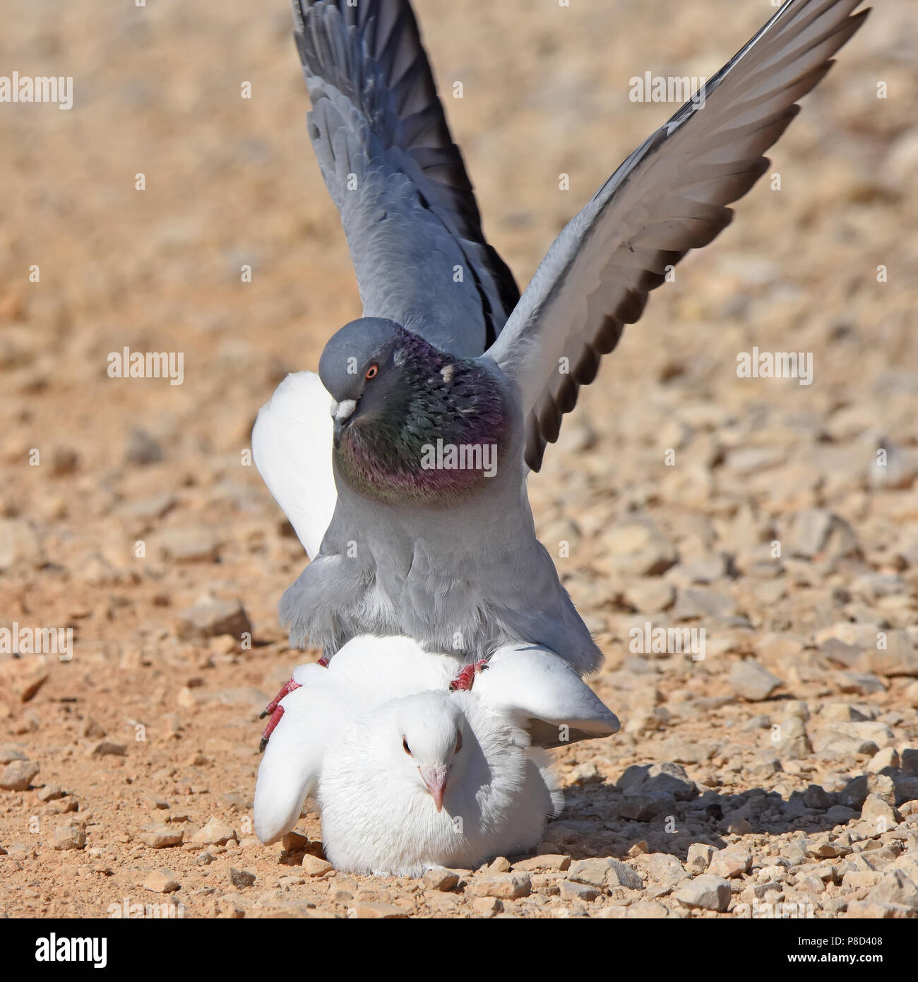 Taube Paarung Stockfoto