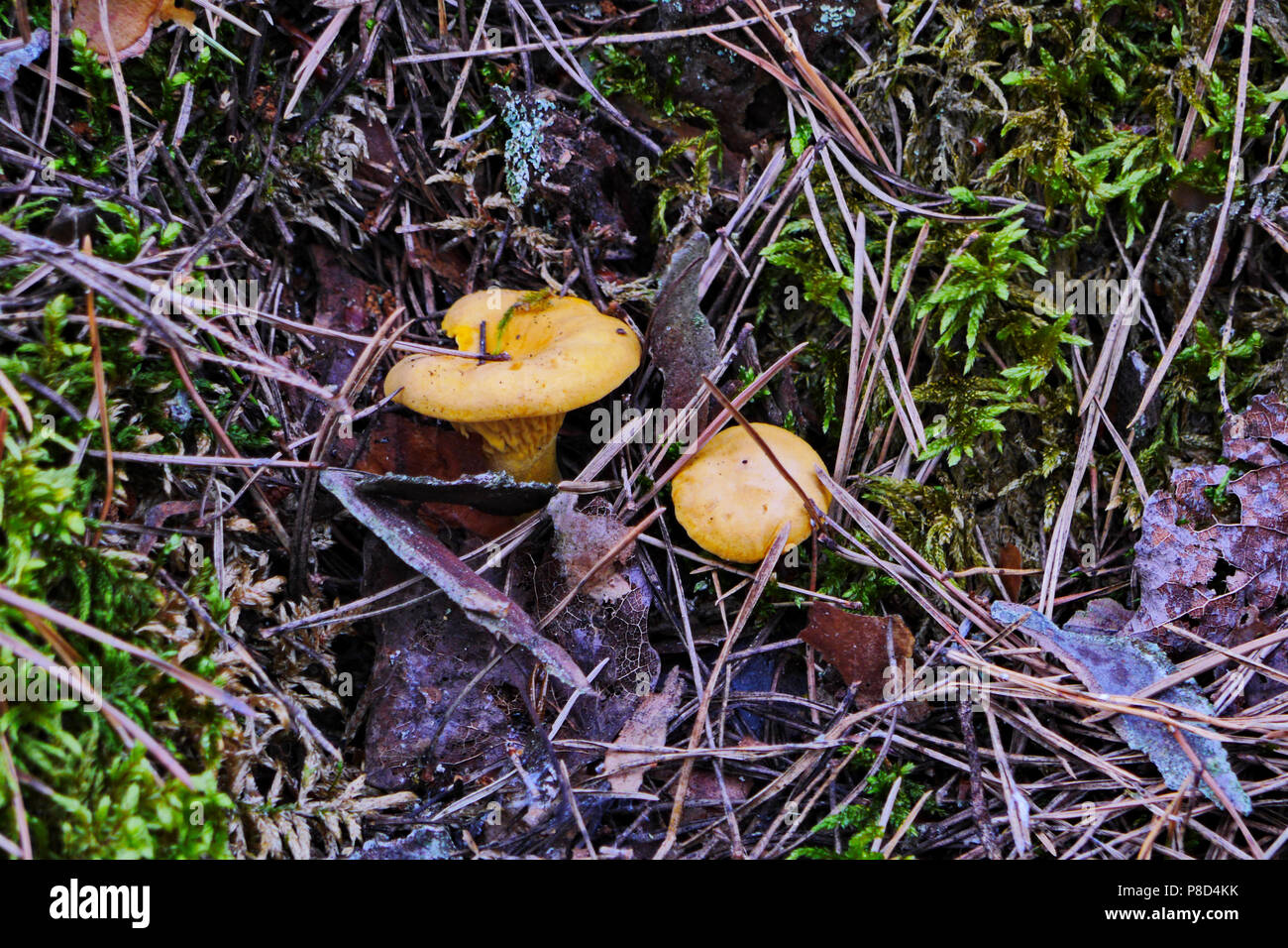 Pilze Pfifferlinge sind hell, rot wie real. Geschmack in einem Salat oder Suppe. Für ihr Design Stockfoto