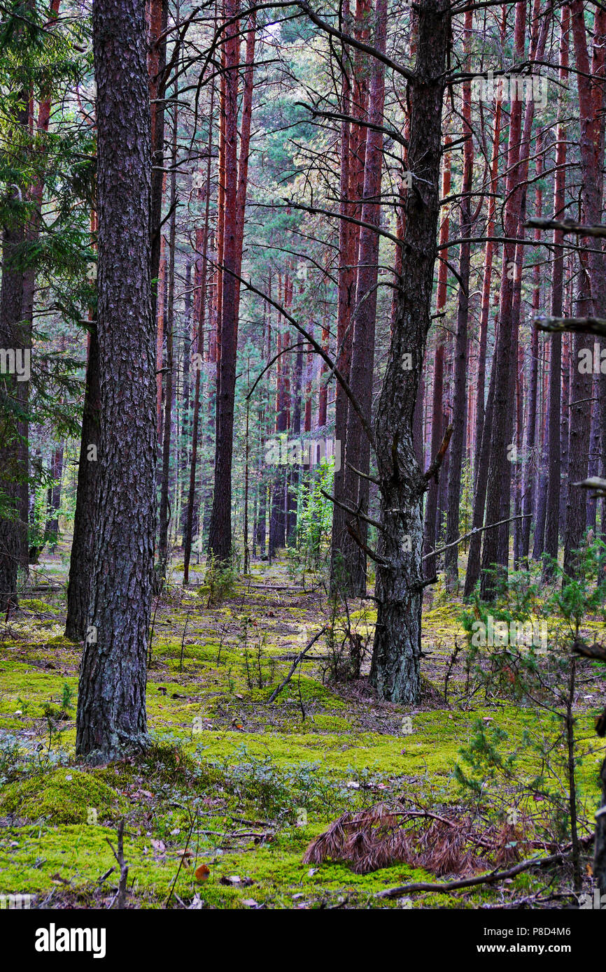 Stille Wald mit hohen Kiefern stehen auf grün Moos. Für ihr Design Stockfoto