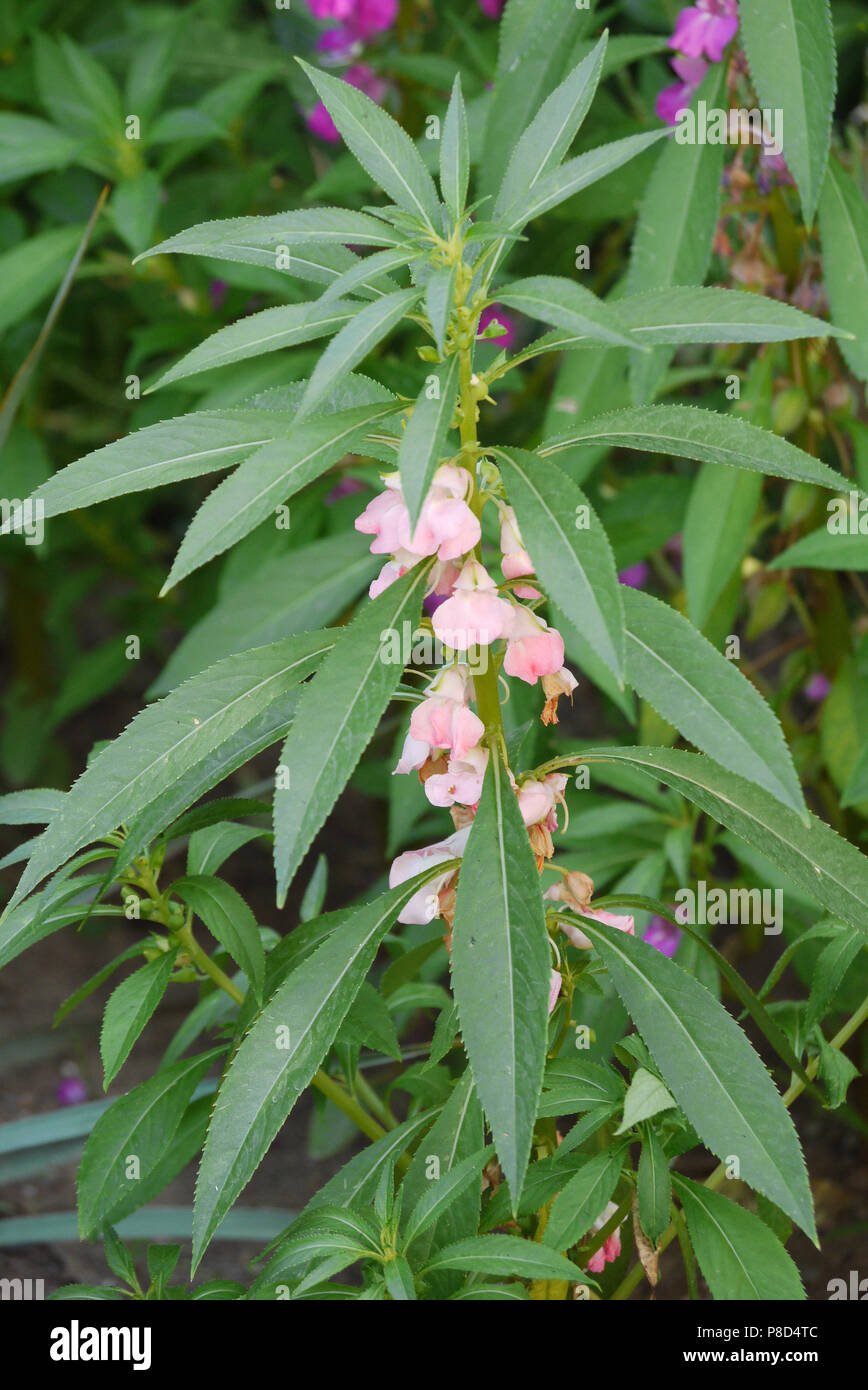 Eine große grüne Stiel mit langen, schmalen Blätter und kleine Blüten mit  hellrosa Blüten. . Für ihr Design Stockfotografie - Alamy